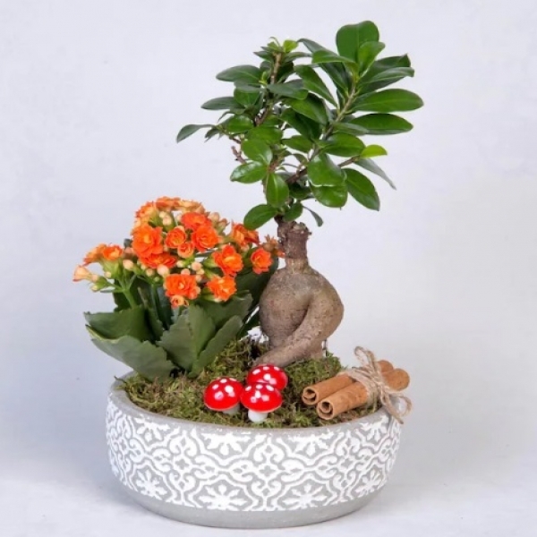  Marmaris Çiçekçi - Beton Saksıda Turuncu Kalanchoeler ve Ficus Ging Seng Bonsai