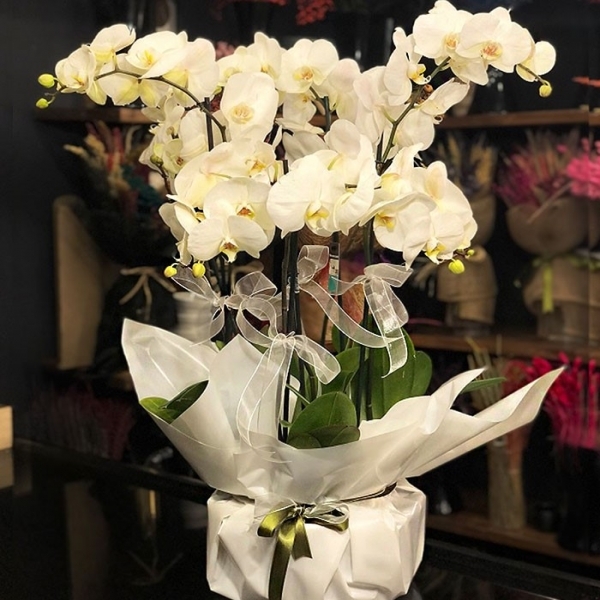  Marmaris Çiçekçi - 6 Dal Phalaenopsis Beyaz Orkide