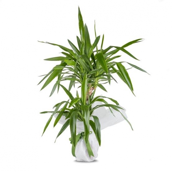  Marmaris Çiçekçi - İkili Tropic Yucca Saksı Çiçeği