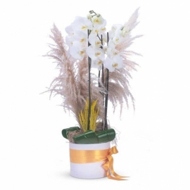 Marmaris Çiçek Beyaz Çift Dal Orkide Tasarımı pampas