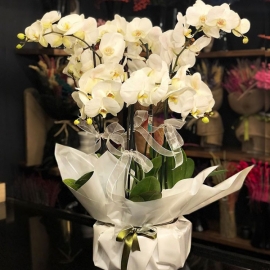  Marmaris Çiçekçi 6 Dal Phalaenopsis Beyaz Orkide