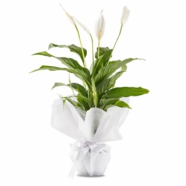  Marmaris Çiçek Gönder Kar Beyaz Sevgi Spatifilyum Saksı Çiçeği