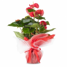  Marmaris Çiçekçi Mutluluk Kırmızısı Antoryum Çiçeği