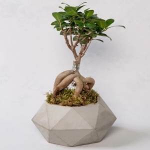 Marmaris Çiçek - Beton Saksıda Ficus Ginseng Bonsai