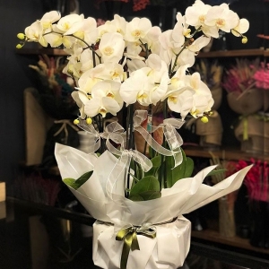  Marmaris Çiçekçi - 6 Dal Phalaenopsis Beyaz Orkide